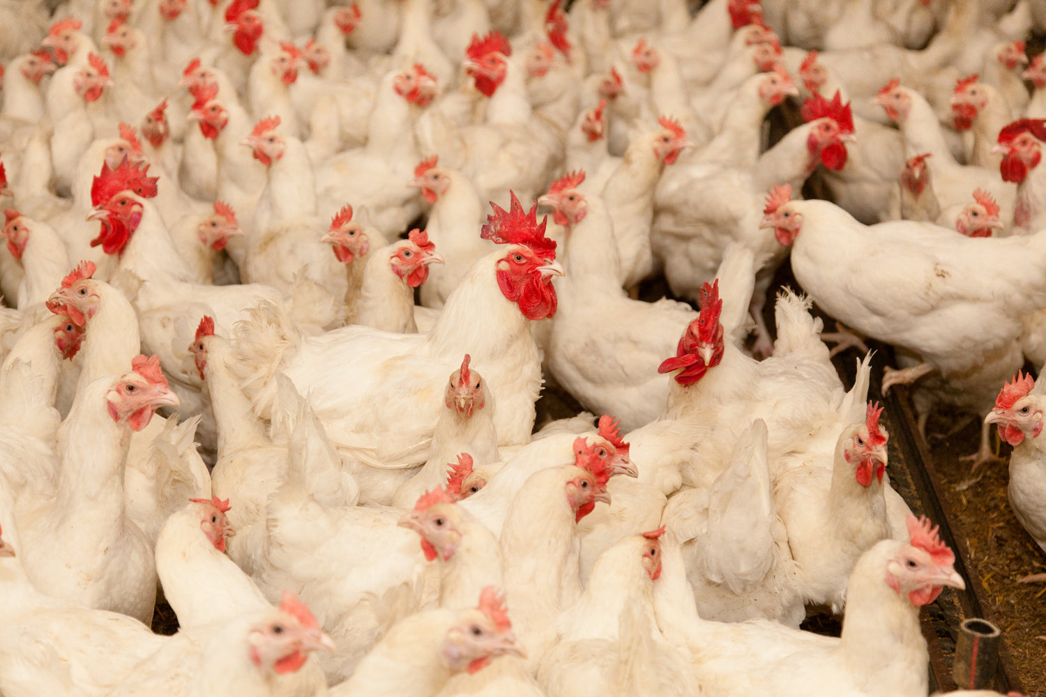 Poultry: Climate Control