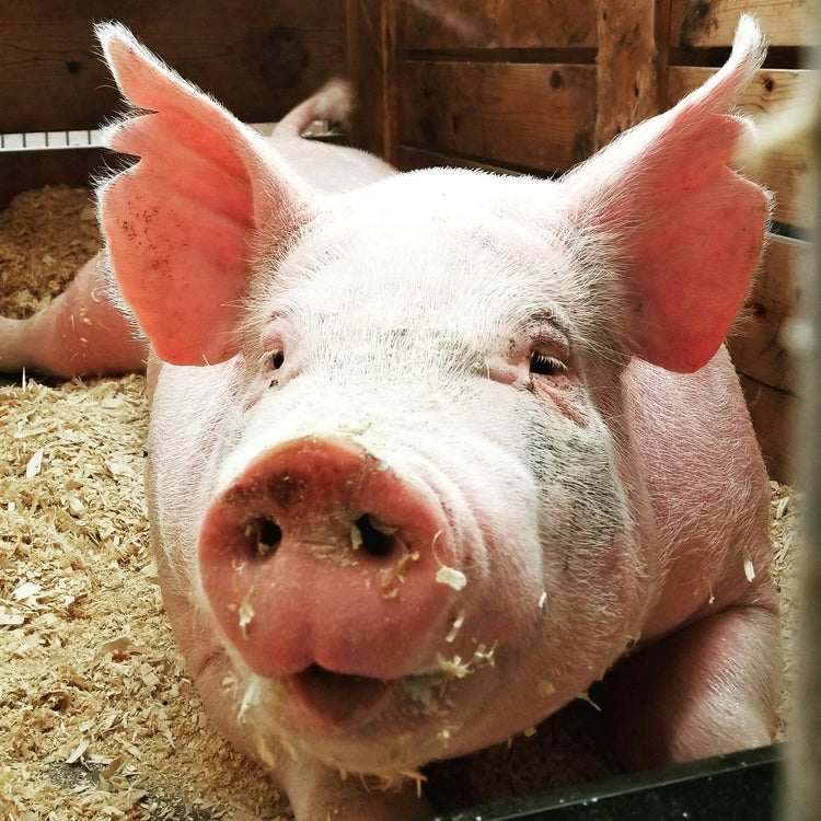 Pigs: Feeding Equipment