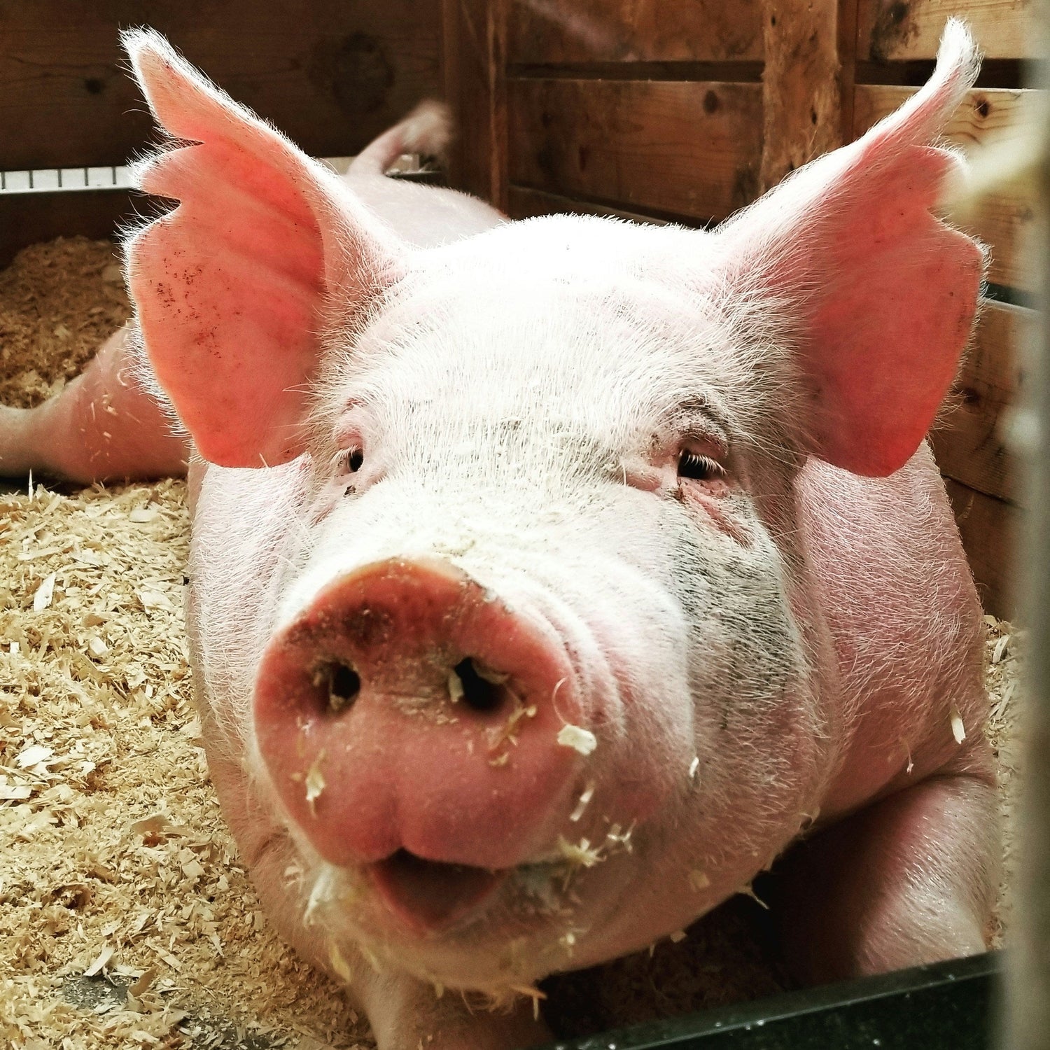 Pigs: Ventilation Equipment