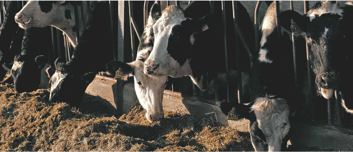 Cattle Housing